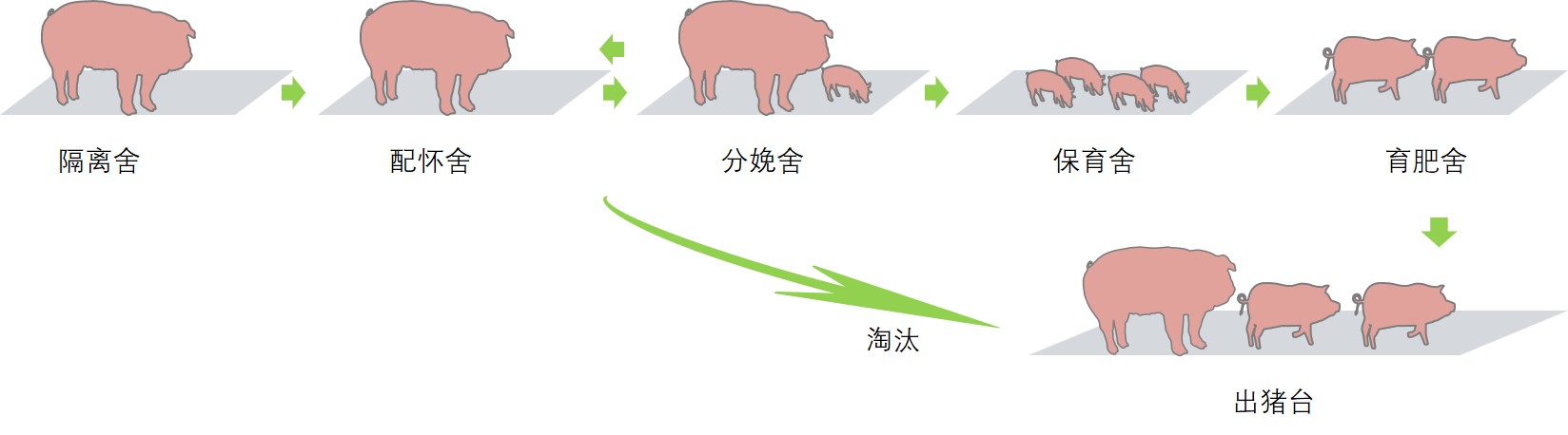猪的活动路径.jpg